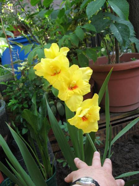 [Foto de planta, jardin, jardineria]