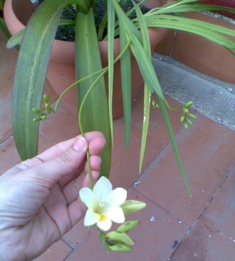 [Foto de planta, jardin, jardineria]