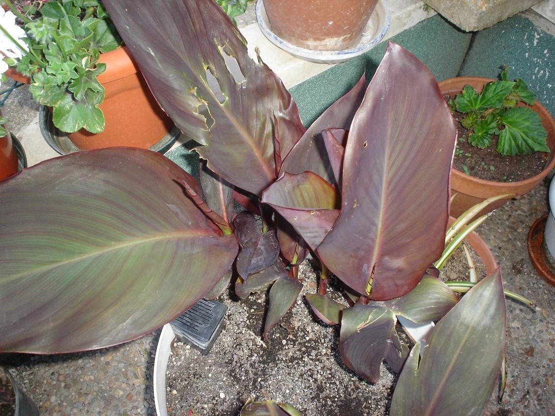 [Foto de planta, jardin, jardineria]