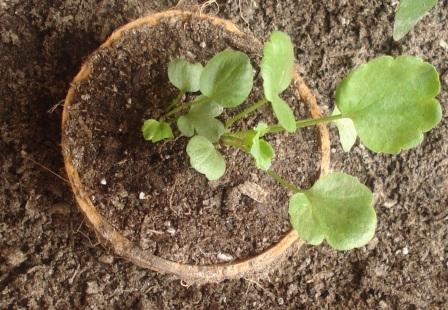 [Foto de planta, jardin, jardineria]