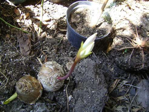 [Foto de planta, jardin, jardineria]