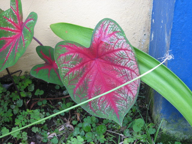 [Foto de planta, jardin, jardineria]