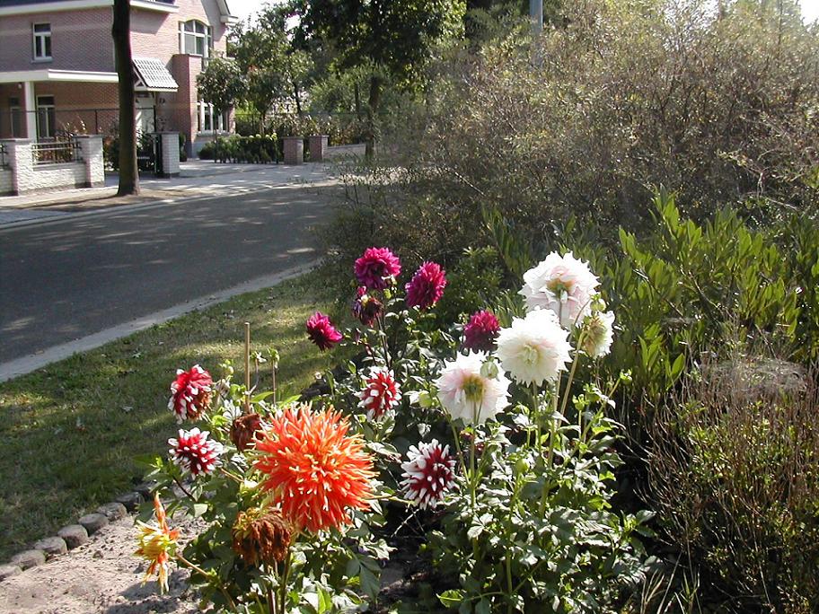 [Foto de planta, jardin, jardineria]