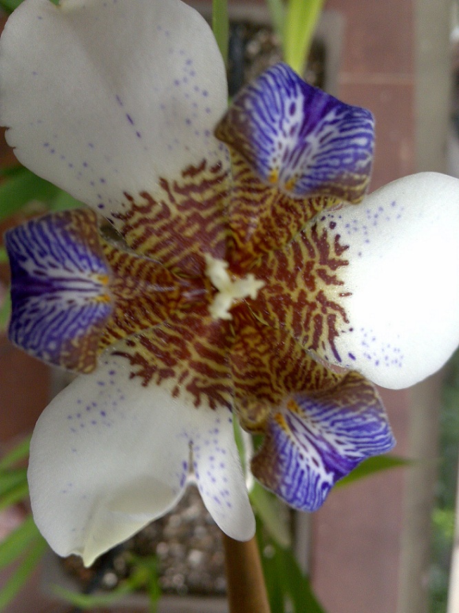 [Foto de planta, jardin, jardineria]