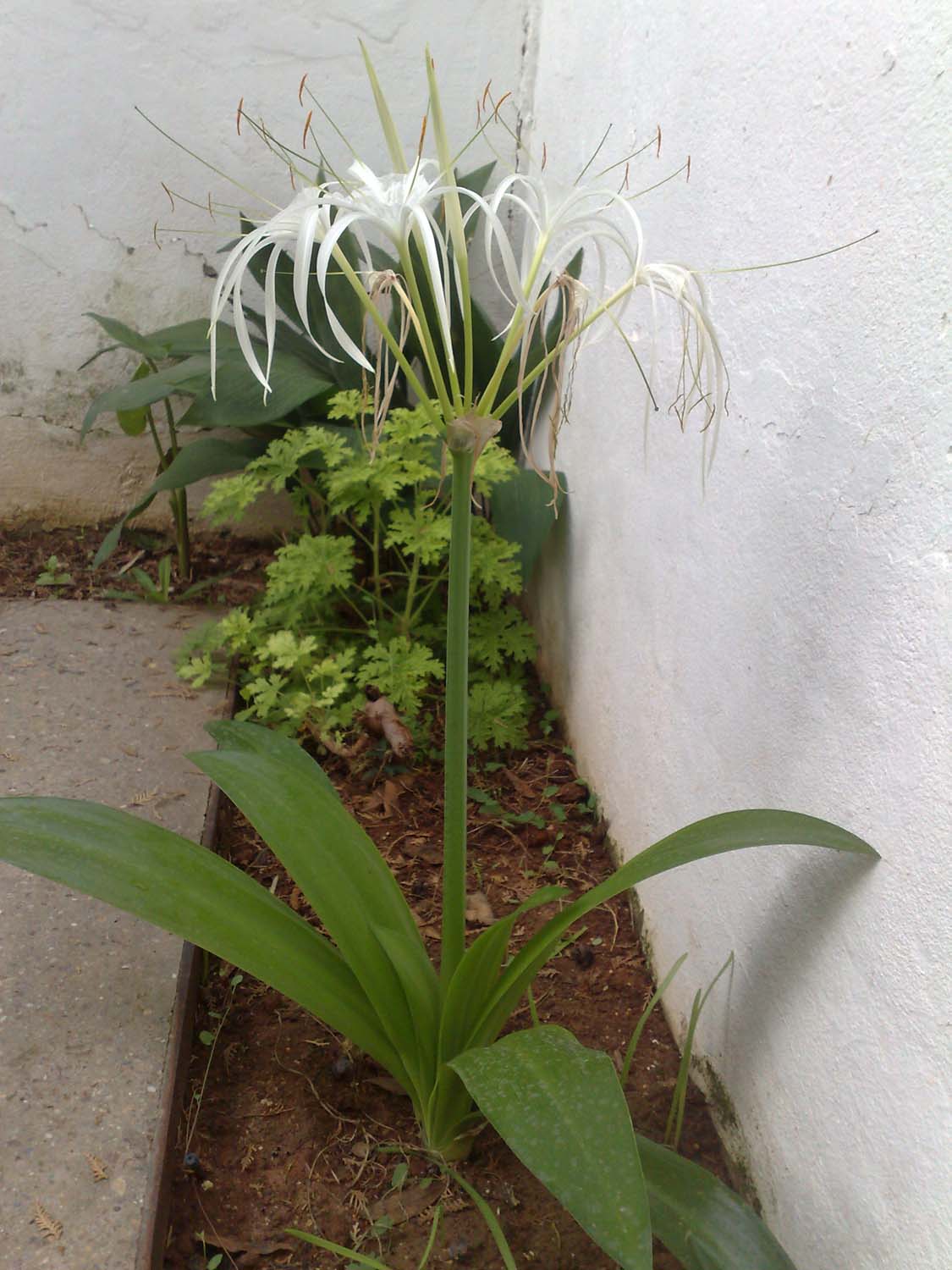 [Foto de planta, jardin, jardineria]