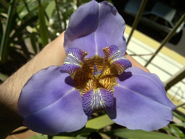 [Foto de planta, jardin, jardineria]