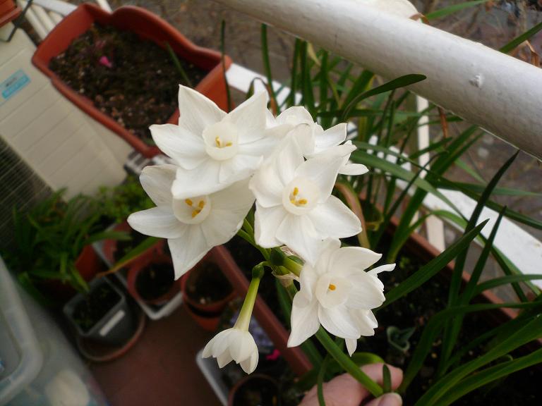 [Foto de planta, jardin, jardineria]