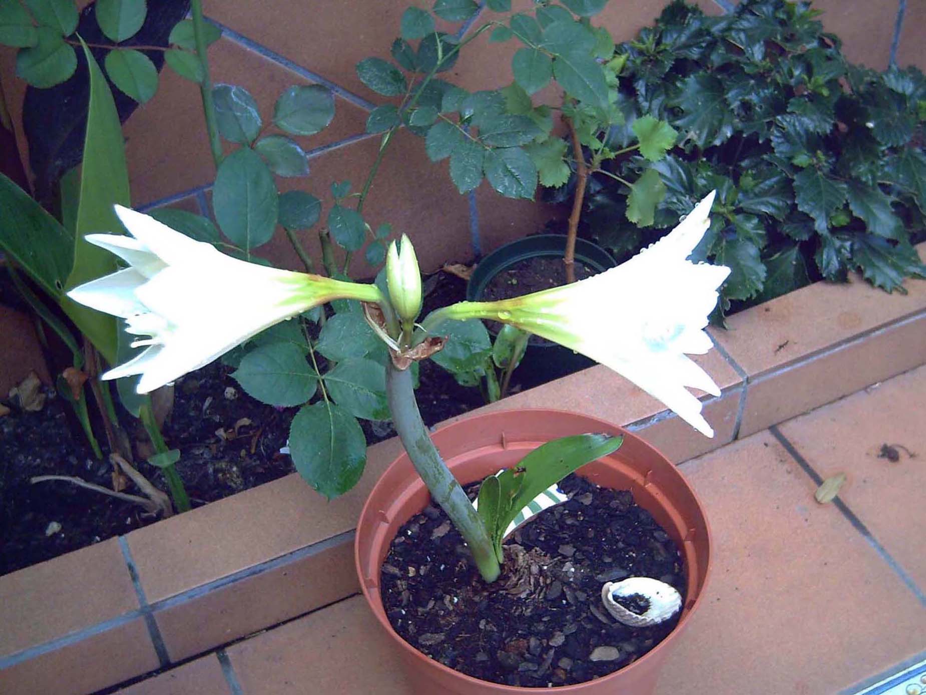 [Foto de planta, jardin, jardineria]