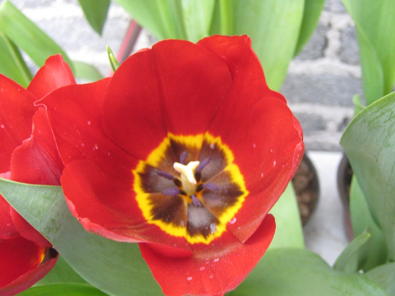 [Foto de planta, jardin, jardineria]