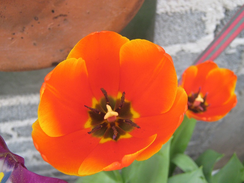 [Foto de planta, jardin, jardineria]