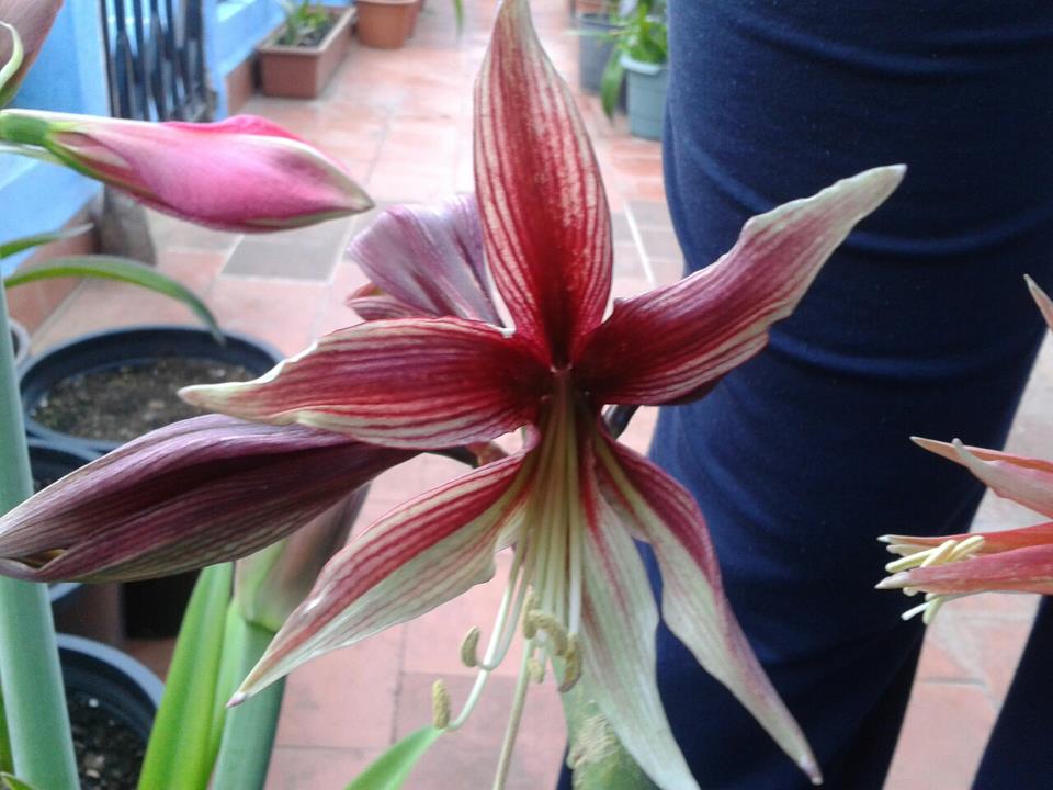 [Foto de planta, jardin, jardineria]