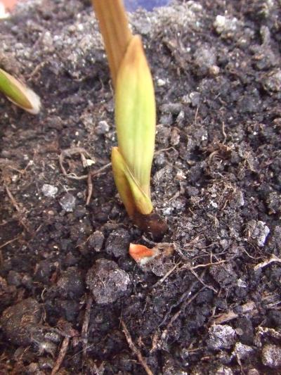 [Foto de planta, jardin, jardineria]