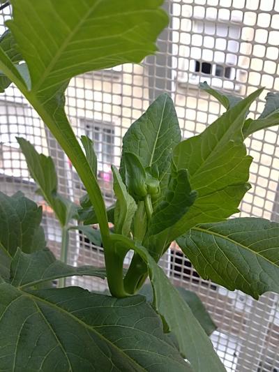 [Foto de planta, jardin, jardineria]