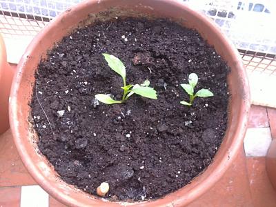 [Foto de planta, jardin, jardineria]