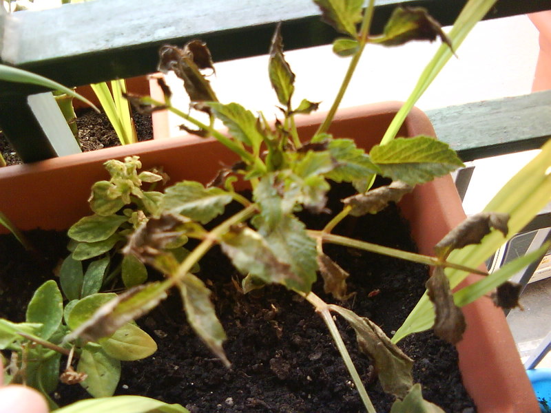 [Foto de planta, jardin, jardineria]