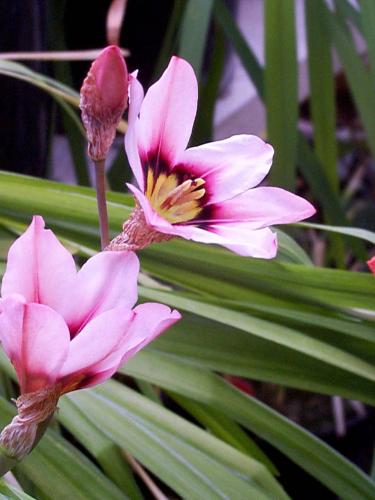 [Foto de planta, jardin, jardineria]
