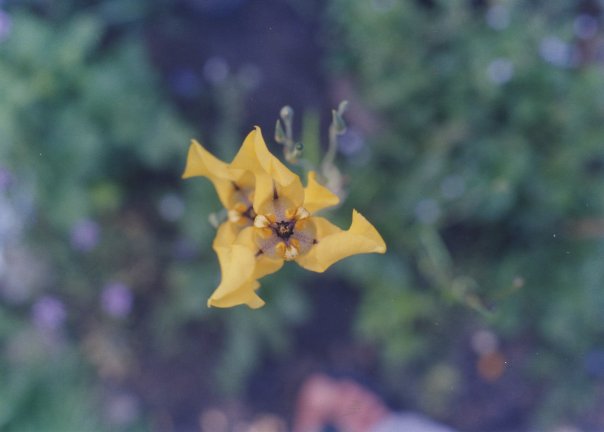 [Foto de planta, jardin, jardineria]