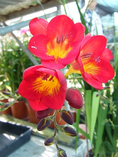 [Foto de planta, jardin, jardineria]