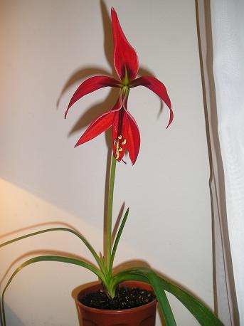 Flor de lis (Sprekelia formosissima)