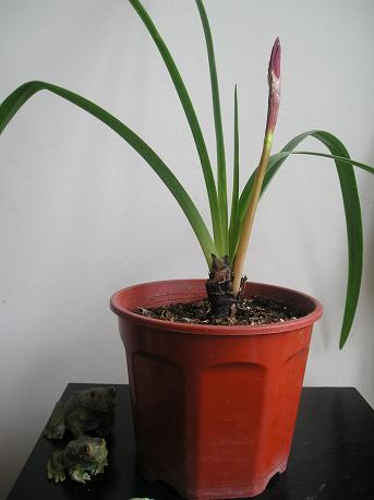 Flor de lis (Sprekelia formosissima)