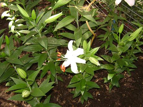 [Foto de planta, jardin, jardineria]