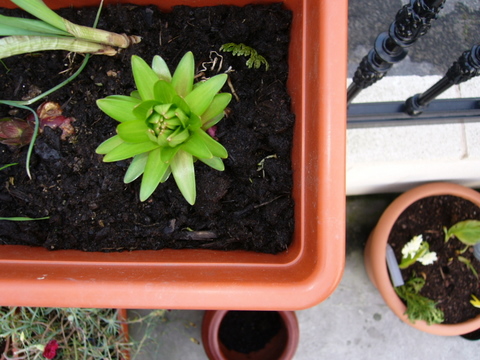 [Foto de planta, jardin, jardineria]