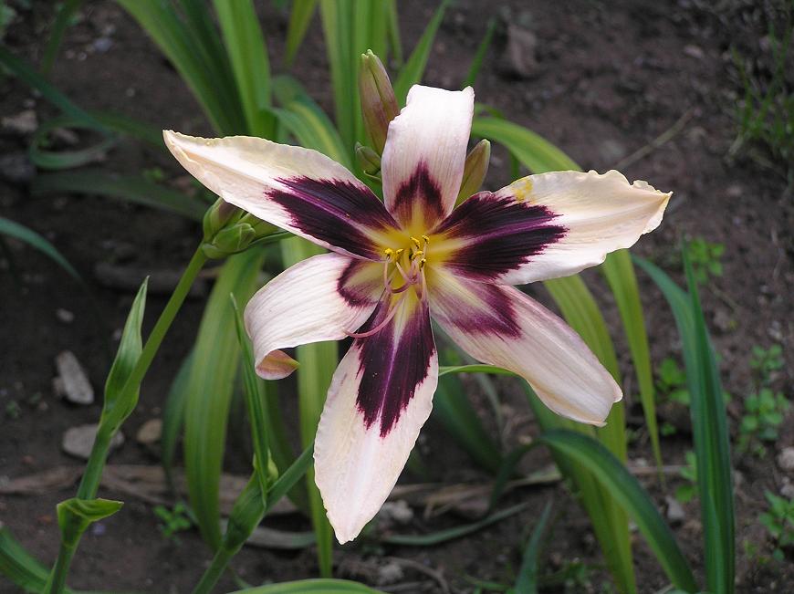 [Foto de planta, jardin, jardineria]