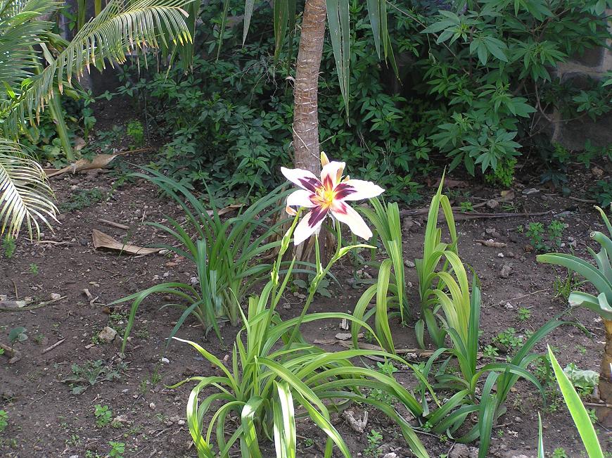 [Foto de planta, jardin, jardineria]