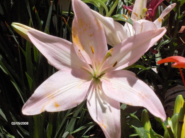 [Foto de planta, jardin, jardineria]