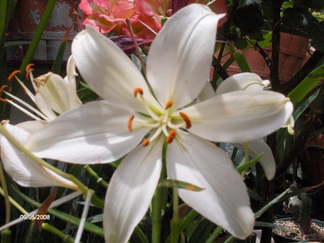 [Foto de planta, jardin, jardineria]