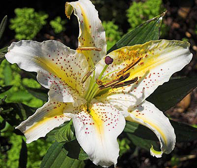 [Foto de planta, jardin, jardineria]