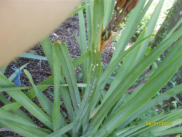 [Foto de planta, jardin, jardineria]