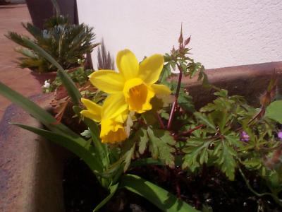 [Foto de planta, jardin, jardineria]