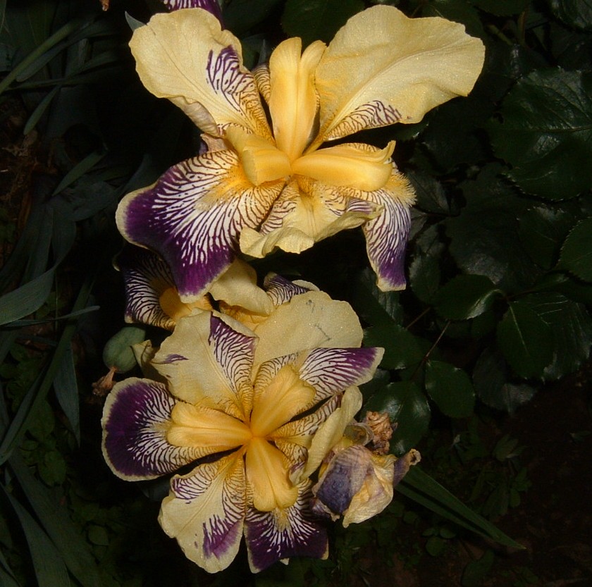 [Foto de planta, jardin, jardineria]