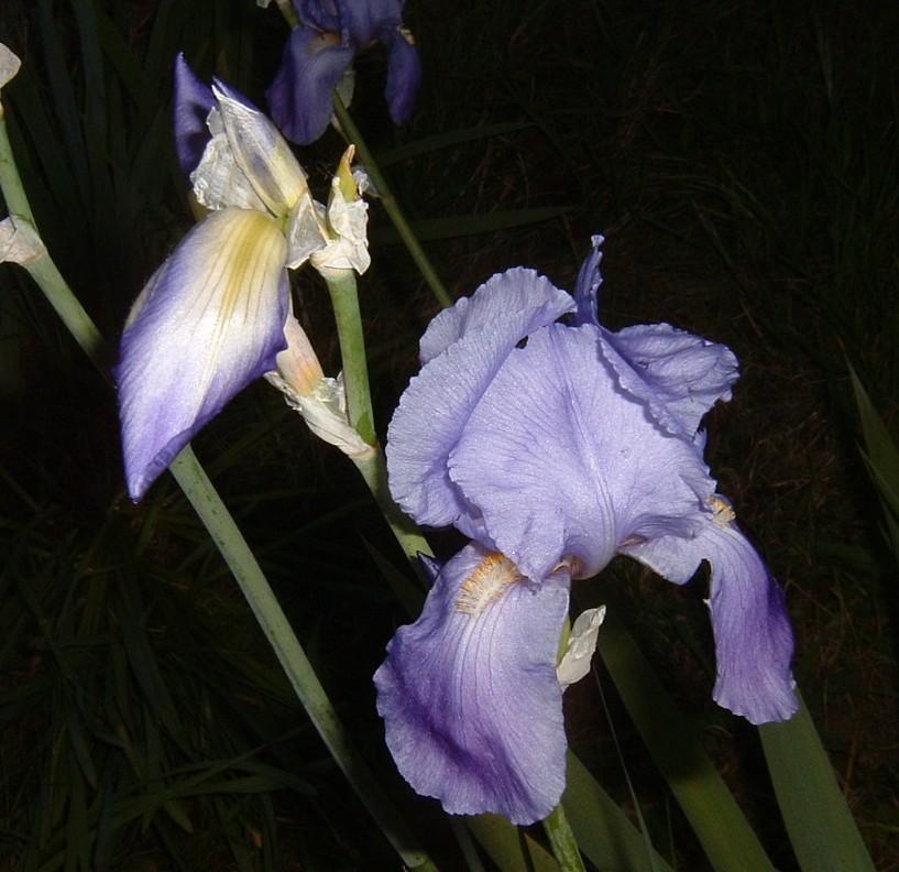 [Foto de planta, jardin, jardineria]