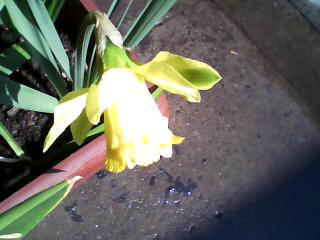 [Foto de planta, jardin, jardineria]