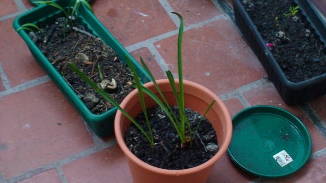 [Foto de planta, jardin, jardineria]