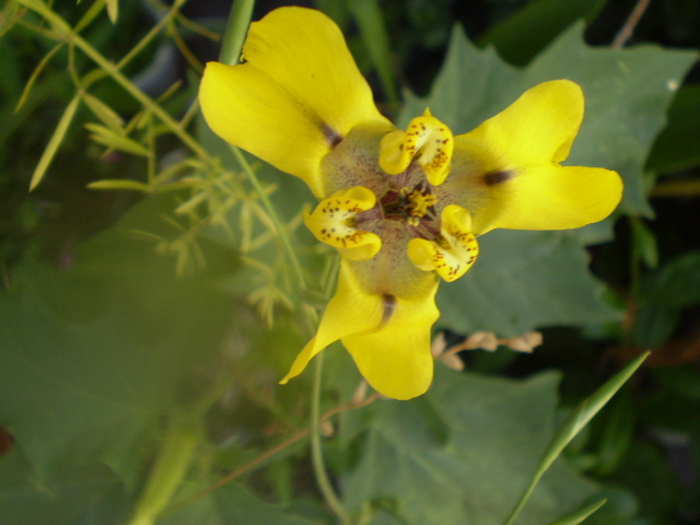 [Foto de planta, jardin, jardineria]