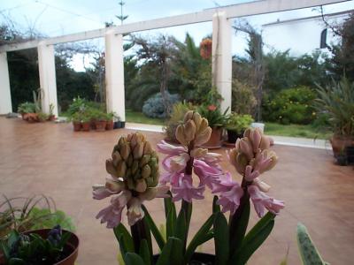 [Foto de planta, jardin, jardineria]