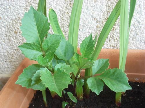 [Foto de planta, jardin, jardineria]