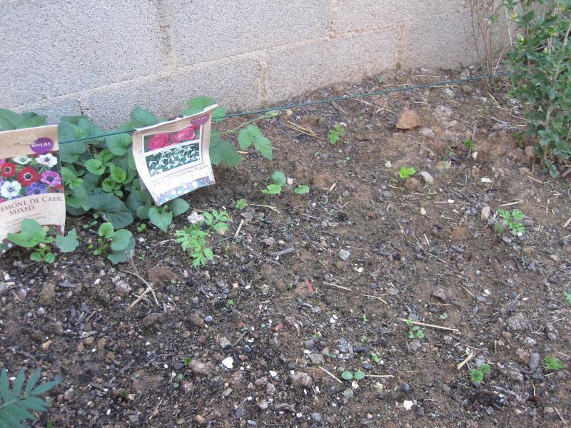 [Foto de planta, jardin, jardineria]