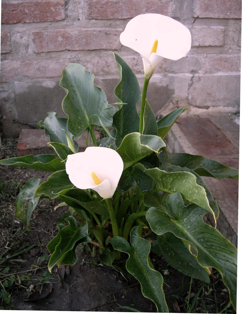 [Foto de planta, jardin, jardineria]