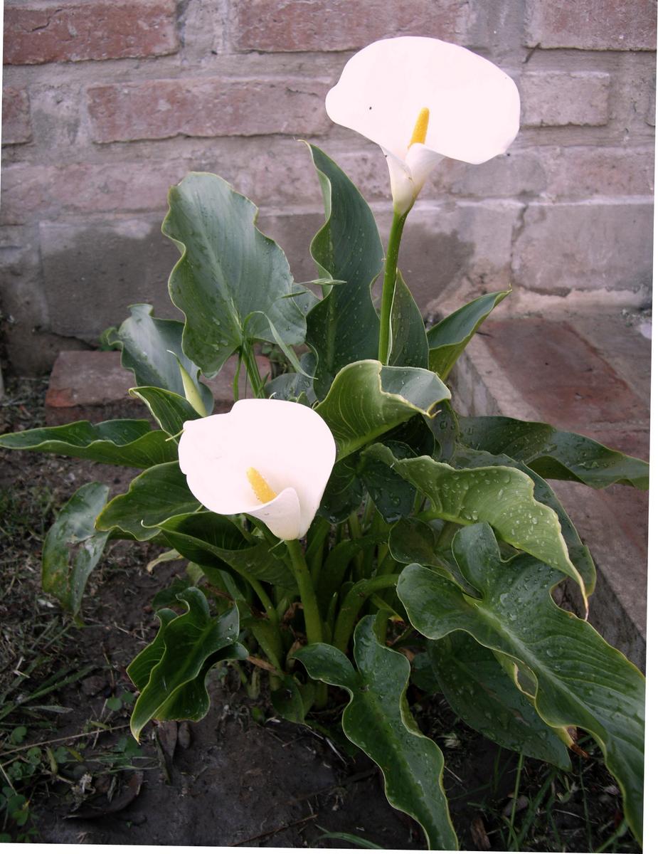 [Foto de planta, jardin, jardineria]