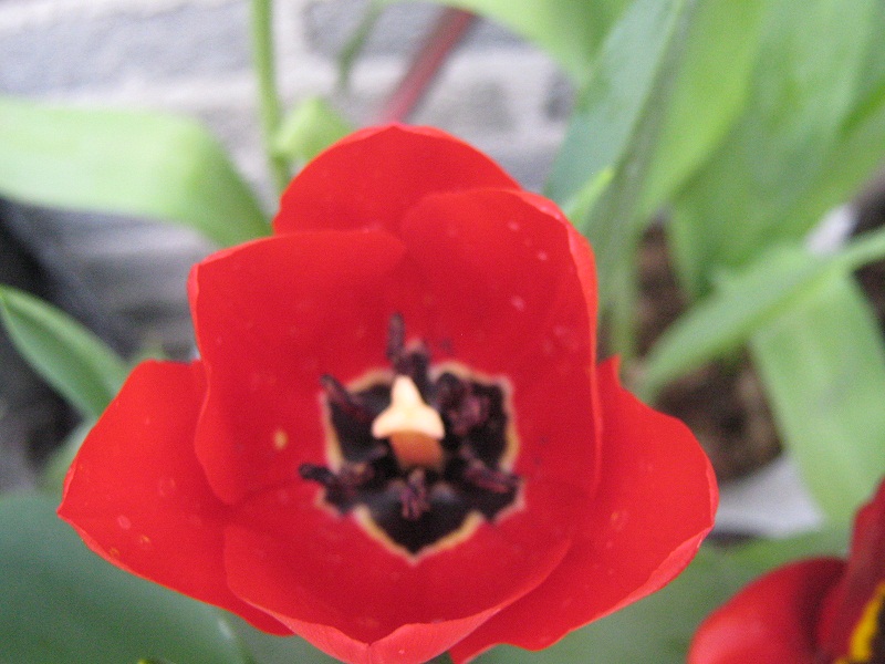 [Foto de planta, jardin, jardineria]