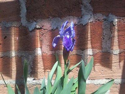 [Foto de planta, jardin, jardineria]