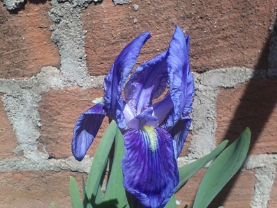 [Foto de planta, jardin, jardineria]