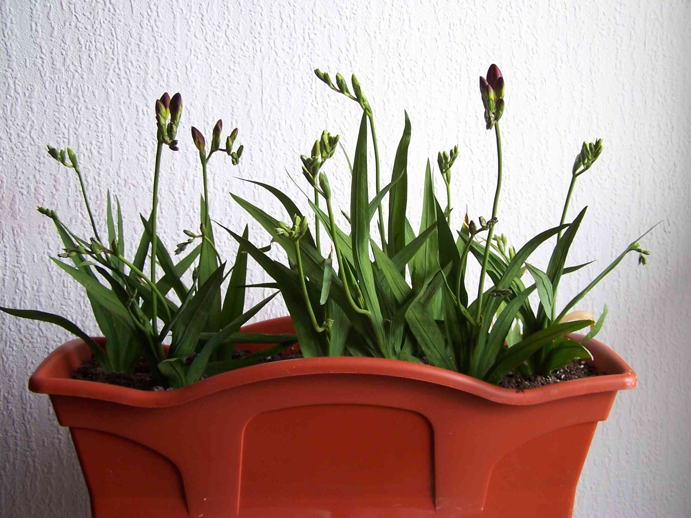 [Foto de planta, jardin, jardineria]