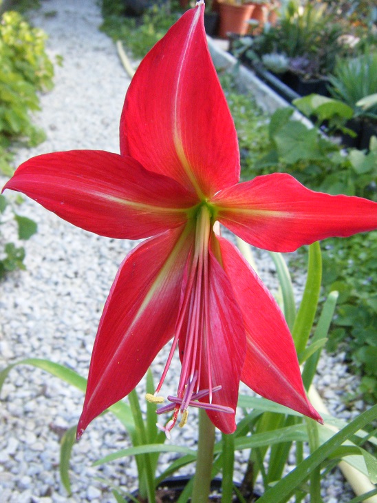 [Foto de planta, jardin, jardineria]