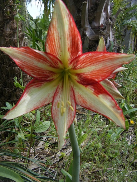 [Foto de planta, jardin, jardineria]