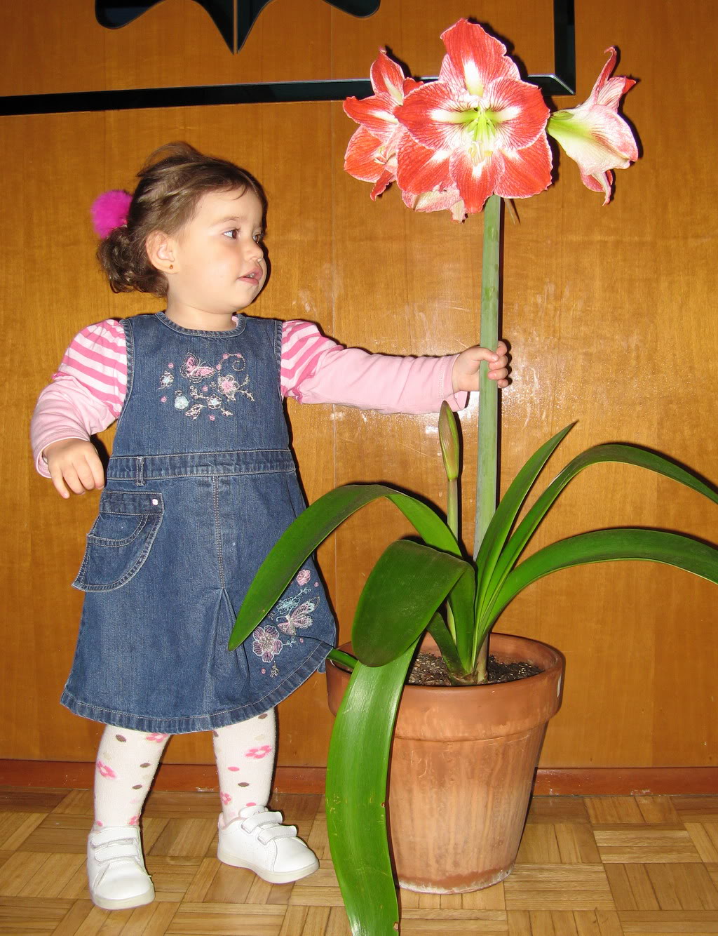 [Foto de planta, jardin, jardineria]